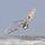 SurfandVolley