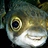 Gros_Fugu