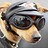 MrDogTastic