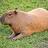 Capybara
