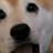 dogeguy