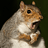DumpsterSquirrel