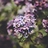 Jasmine_Snowdrop