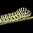 Queen_Caterpillar