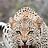 Dashaun_Williams
