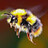 gbee