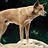 Dingo_aus
