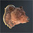 adam_bear1