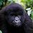 dr_gorilla