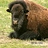 eshuler