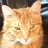 MelodicCougar7