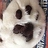 Shimi_Koh