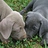 TwoWeims