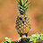 Pine_Owple