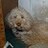 fluffydogx