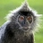 GreyMonkey