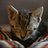 leopardus2
