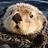 OtterWebDev