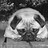 OneLittlePug