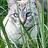 catsagainst