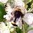 Ann_Robinson1