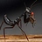 B_lack_Mantis