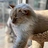 David_Nolf