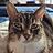 Gayle_Navagh