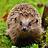 Jonathan_Timmis