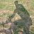 ju_sid_9239
