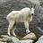 Mtn_Goat1