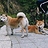 Phil_Feng