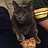 PizzaCat