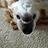 Sean_Amann