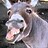 Senor_Donkey_ZHR_D