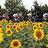 Sheila_McShane