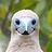 Steve_MILLS1
