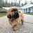 Twoshihtzu