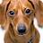 W_onderDachshund
