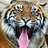 swimmingtiger