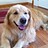 2Goldenpaws 2Goldenpaws