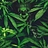 420LifeAUS 420LifeAUS