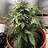 Augustwest420