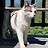 Bastet