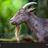 billygoat