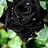 Blackrose