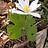 BloodRoot