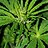 Burning_Budz
