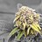 Canna-Cbus