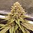 Canna-Cbus